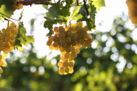 bozcaada_grapes-1