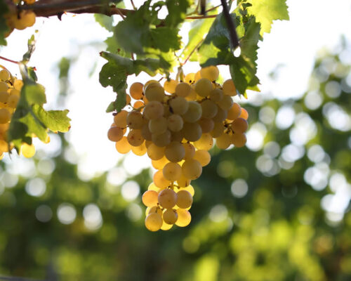 bozcaada_grapes-1