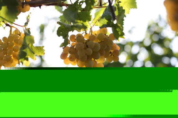 bozcaada_grapes-1