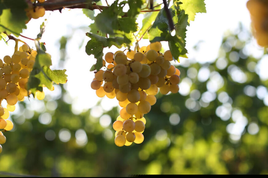 bozcaada_grapes-1